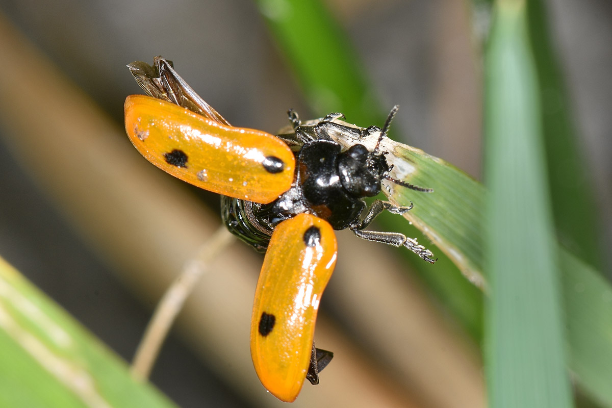 Chrysomelidae:  Clytra sp.?  S ! Clytra cfr. quadripunctata